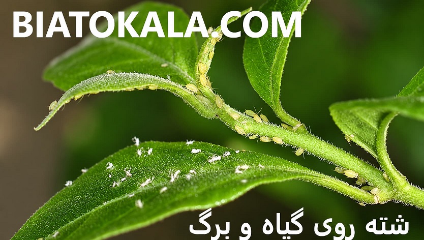 سم برای شته گیاهان
